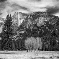 Meadow Shot - Yosemite